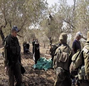 Izraelske sile in naseljenci napadli nabiralce oljk v Al-Khaderju pri Betlehemu