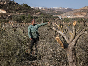 340 اعتداء إسرائيليا على قاطفي الزيتون في الضفة خلال شهر