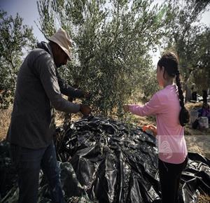 شعبان: 340 اعتداء نفذها الاحتلال والمستعمرون ضد قاطفي الزيتون منذ بداية الموسم